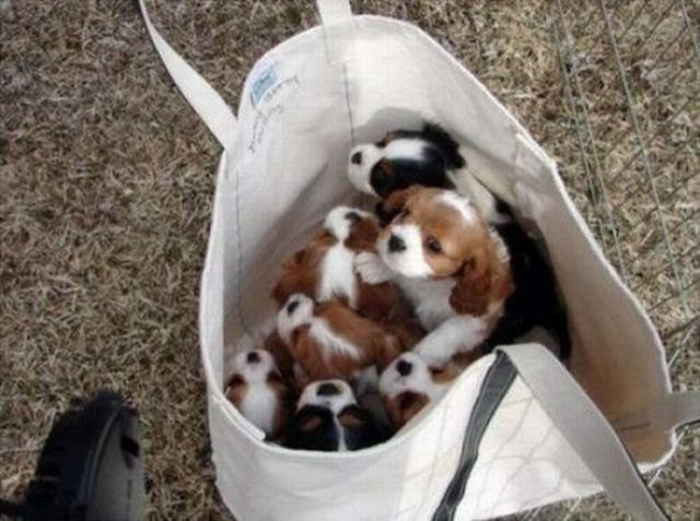 Puppies in tote bag.