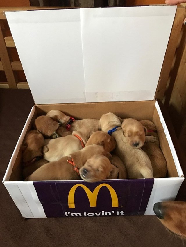 Box of puppies labeled with McDonald