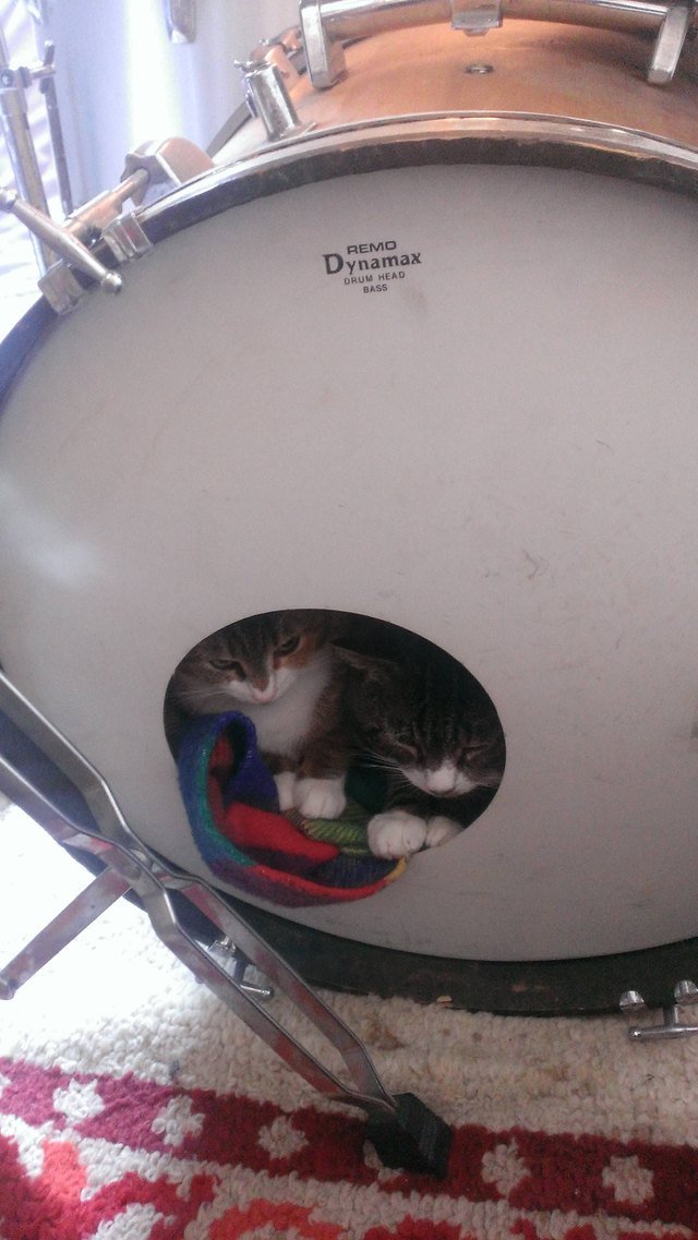 Kittens hiding inside kick drum.