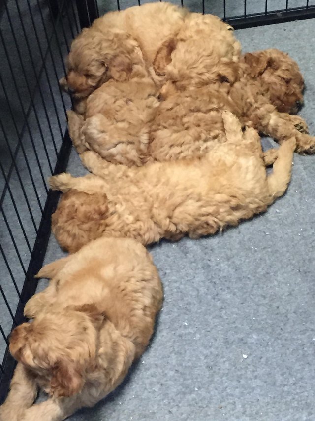 Curly haired puppies in a pile.