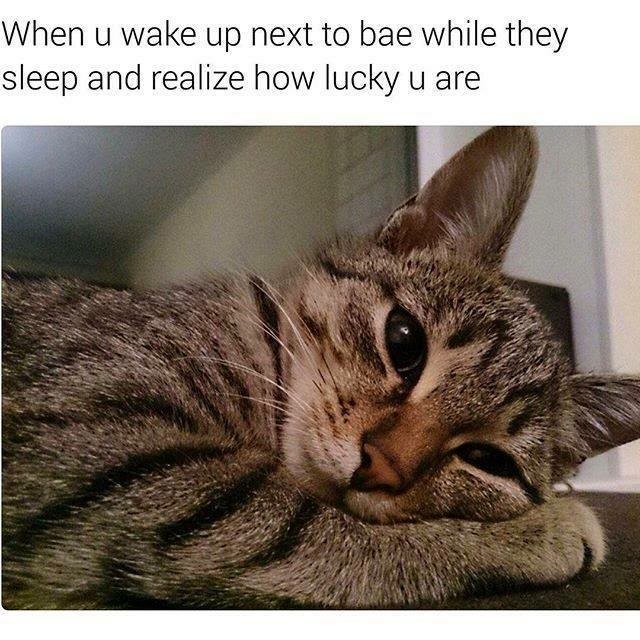 Cat looking peaceful. Caption: When u wake up next to bae while they sleep and realize how lucky u are