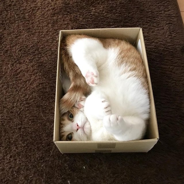 Cat squeezed into a small cardboard box.