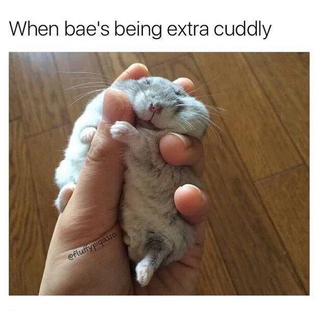 Chubby gray hamster sleeping in someone