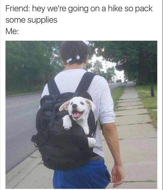 Puppy in backpack