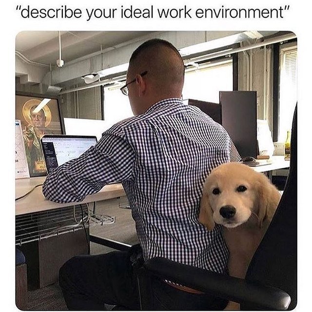 Office dog