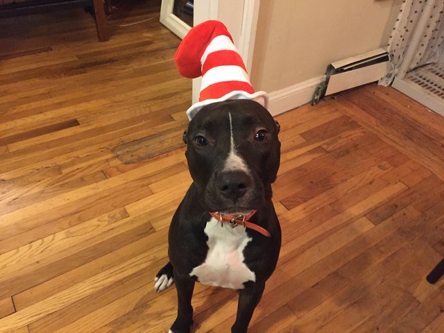 Dog wearing "Cat in the Hat" hat.