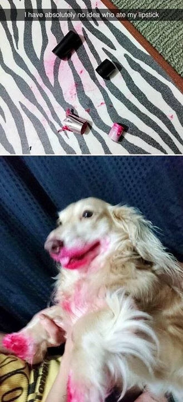 Dog ate lipstick!
