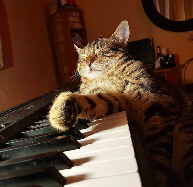 content cat lying on piano