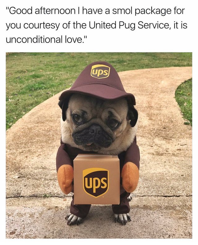 Pug in a UPS delivery driver costume.