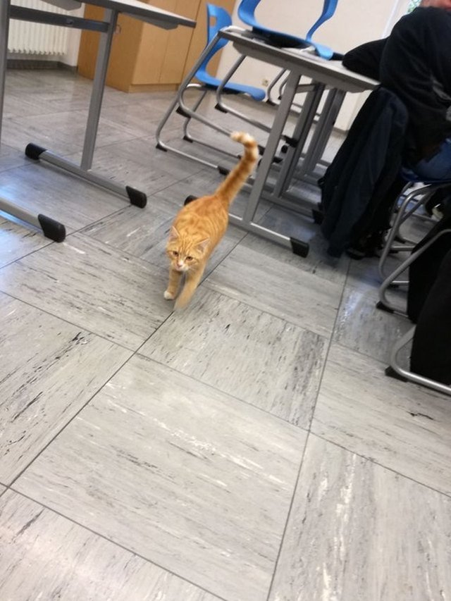 Cat walking through classroom