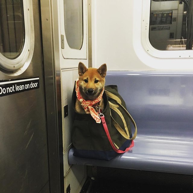 Dog in tote bag