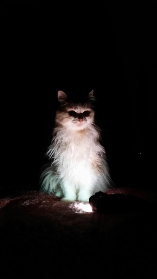 Ghost looking cat