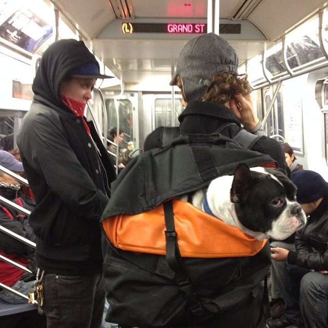 Dog in backpack.