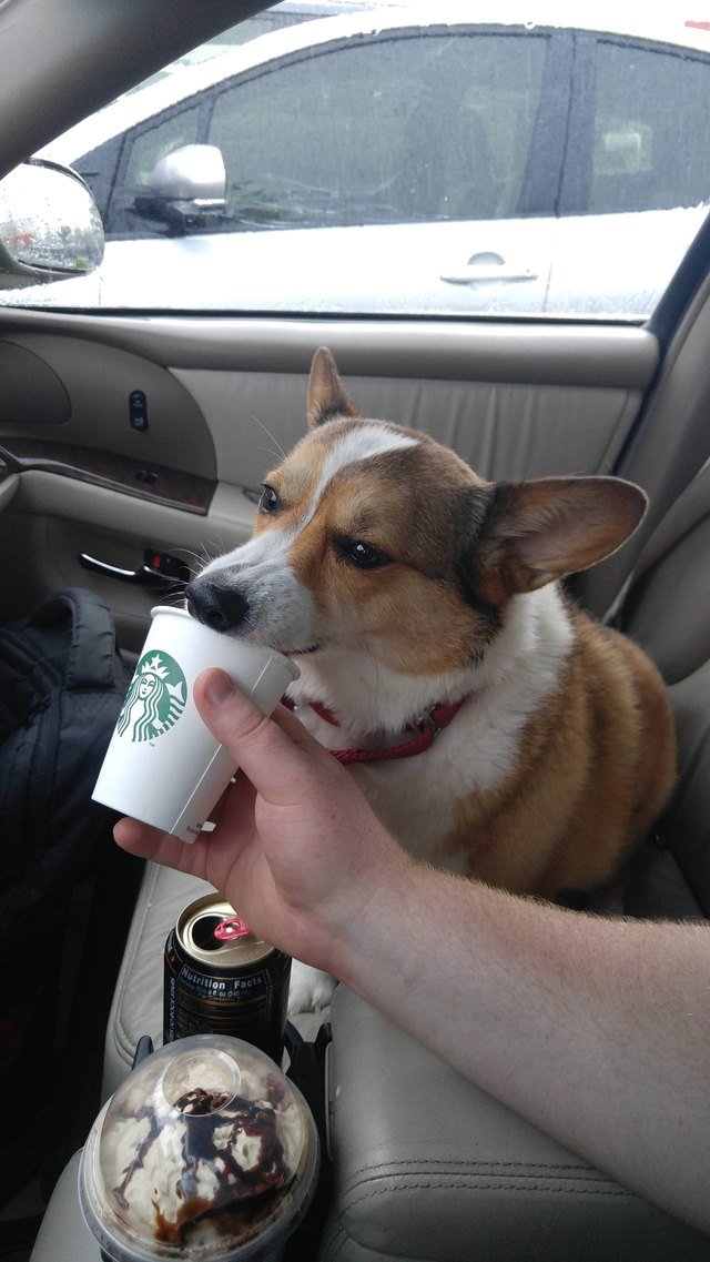 Corgi licking a coffee cup!
