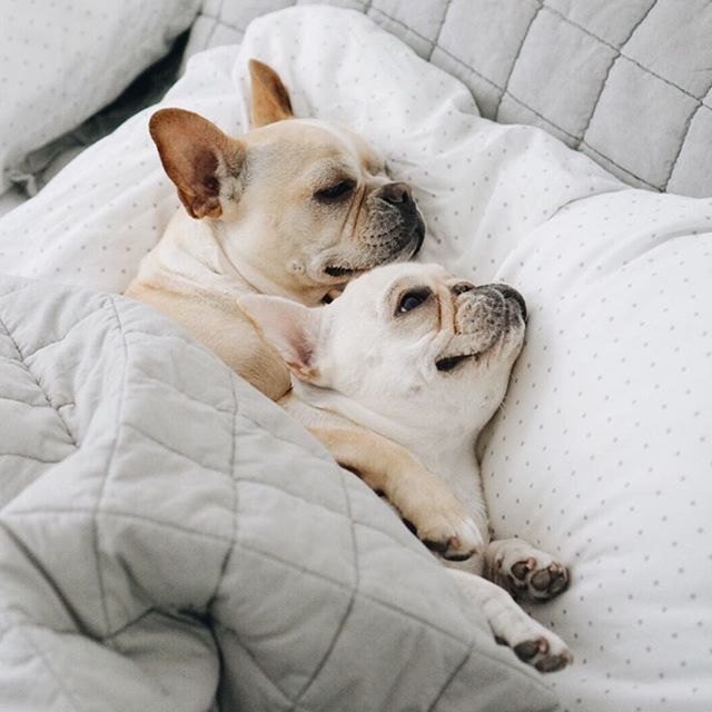 Two French Bulldogs cozy in bed