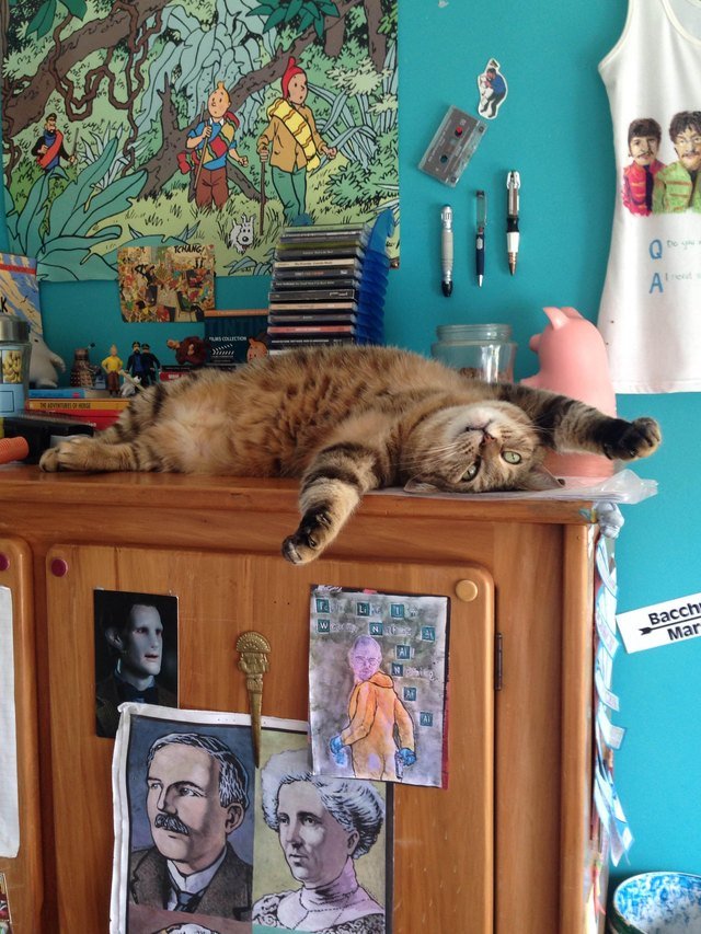 Cat laying on back on table