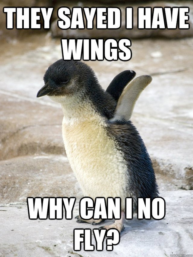 24 Memes That Prove Penguins Are The Funniest Animals On Earth