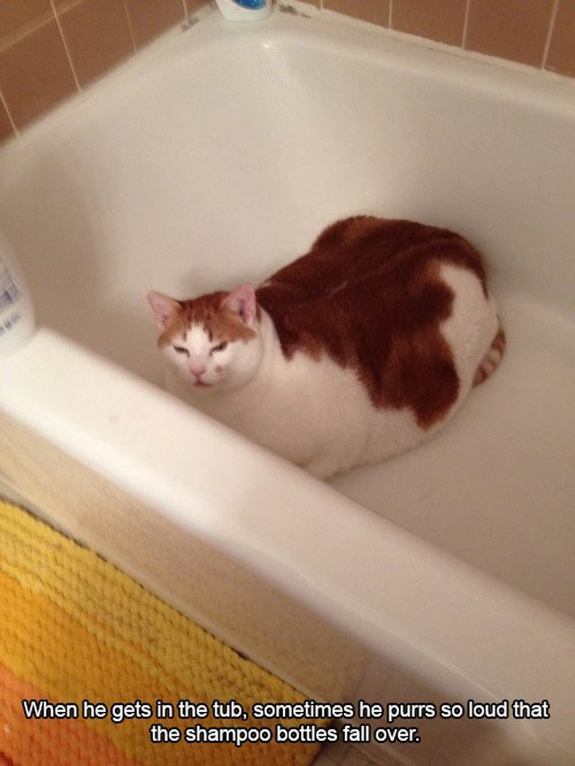 Cat in bathtub purring loud enough to knock over shampoo bottles.