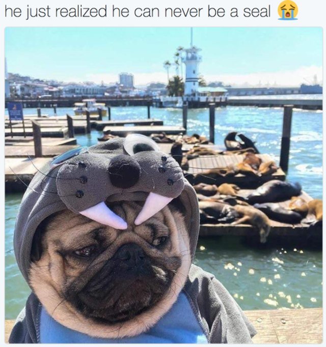 Pug at the wharf in a seal costume