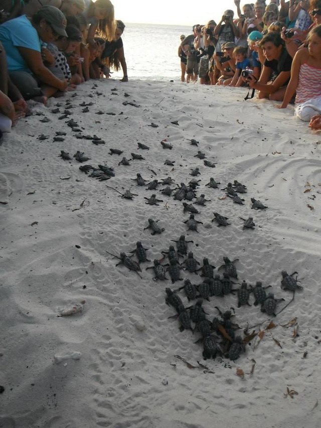 Humans on a beach forming two walls so the baby turtles can find their way to the ocean