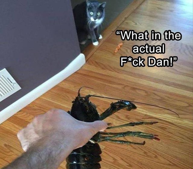 Cat surprised by lobster