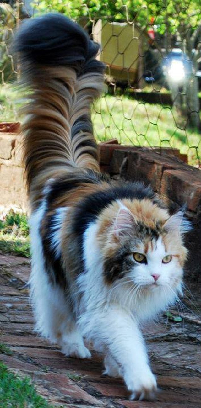 Cat with big tail.