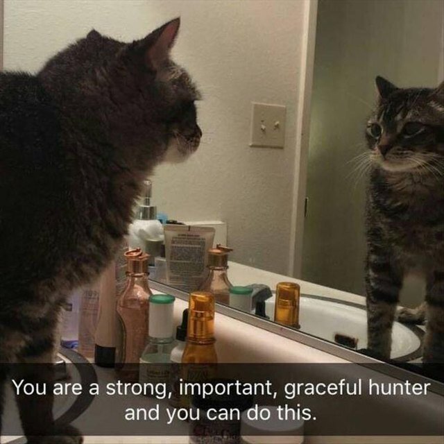 Cat looking in bathroom mirror