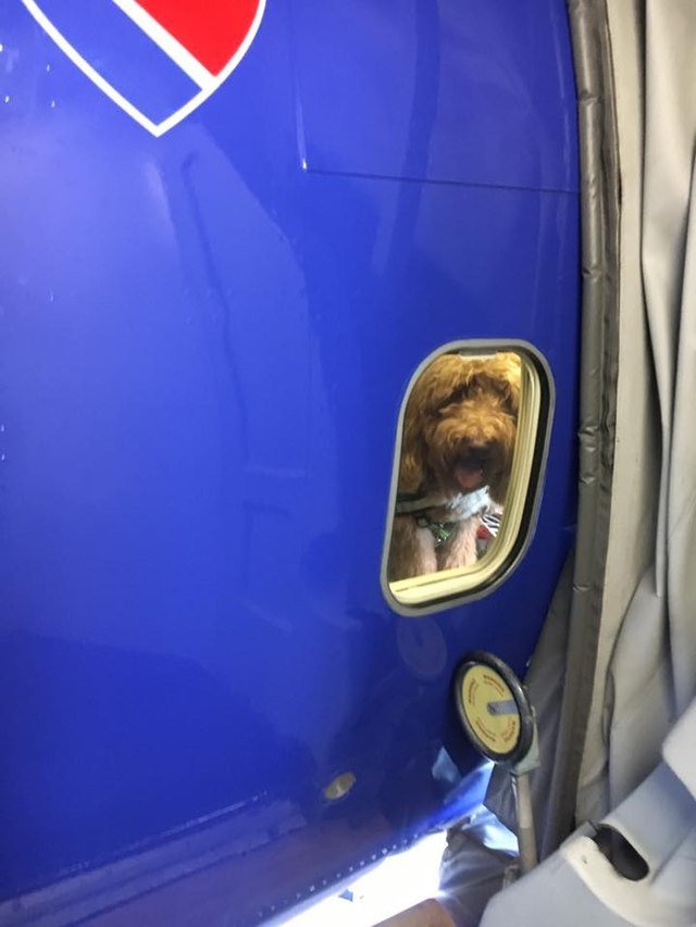 Dogs on planes