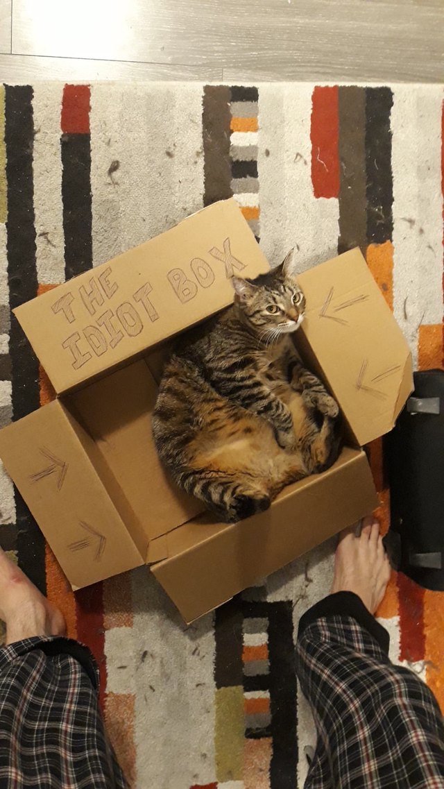 Cat in a cardboard box that says "The Idiot Box"
