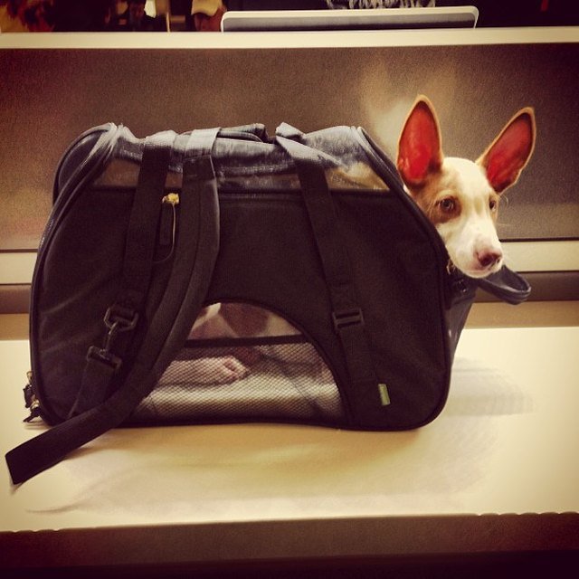 Dog in carrier.
