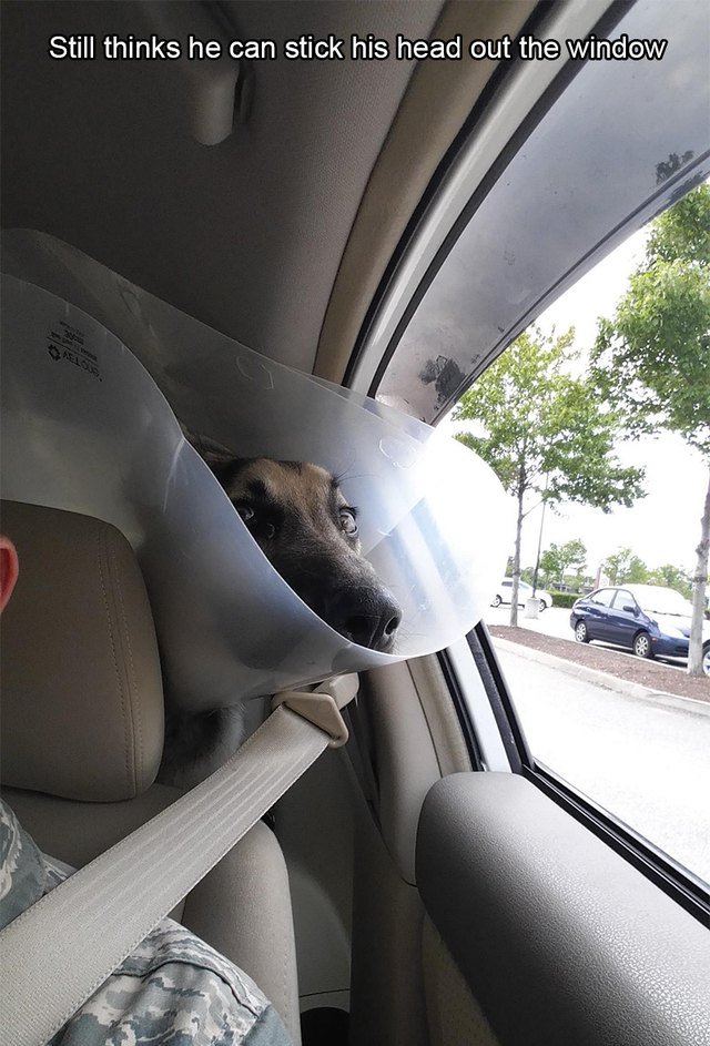 Dog wearing E-collar trying to stick its head out this window