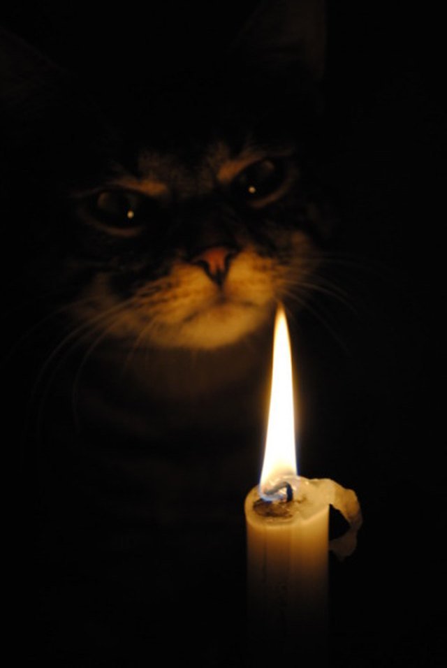 Cat in darkness lit by candle.