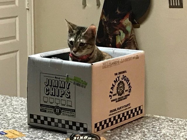 Cat sitting in a shipping box for Jimmy John