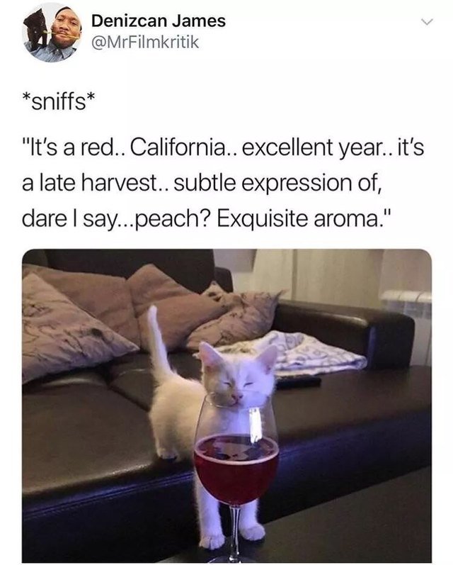 Cat sniffing a glass of wine.