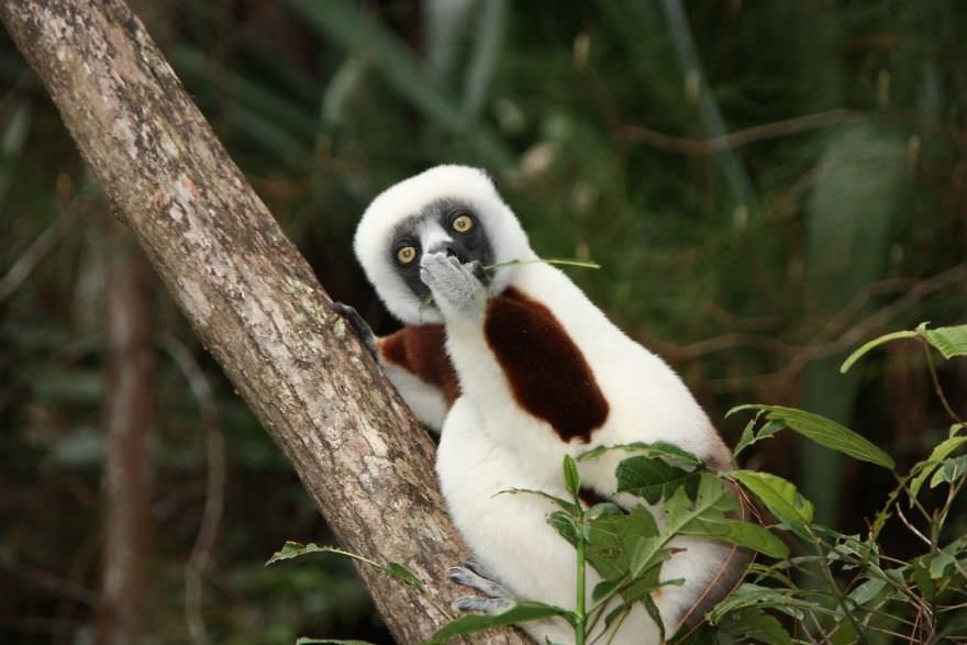 Astonished Lemur