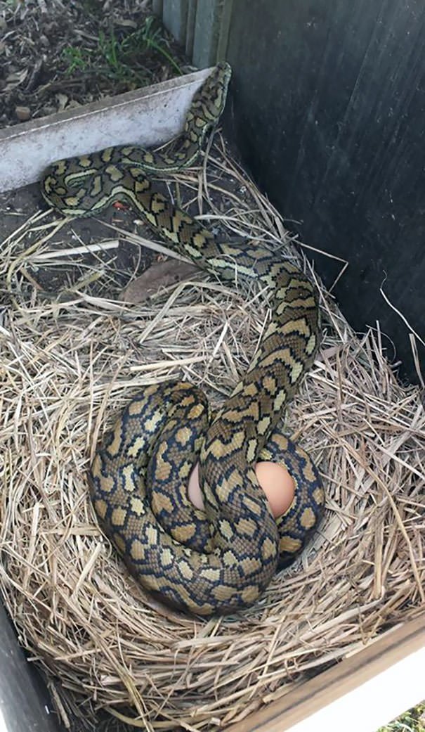 Wife Asked Me To Check If The Chickens Laid Any Eggs. I