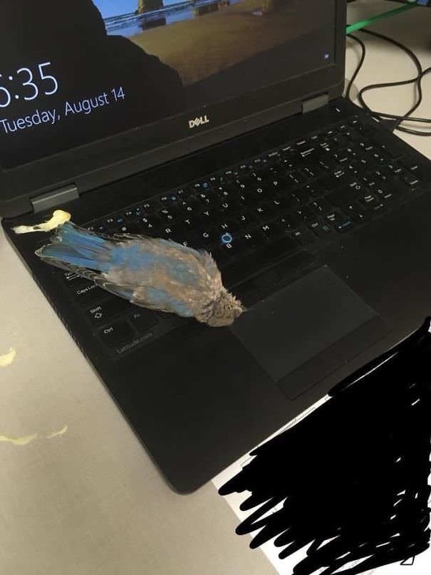  A Bird Flew In My Window, Sh*t On My Laptop, And Decided To Die Right In Front Of Me. How