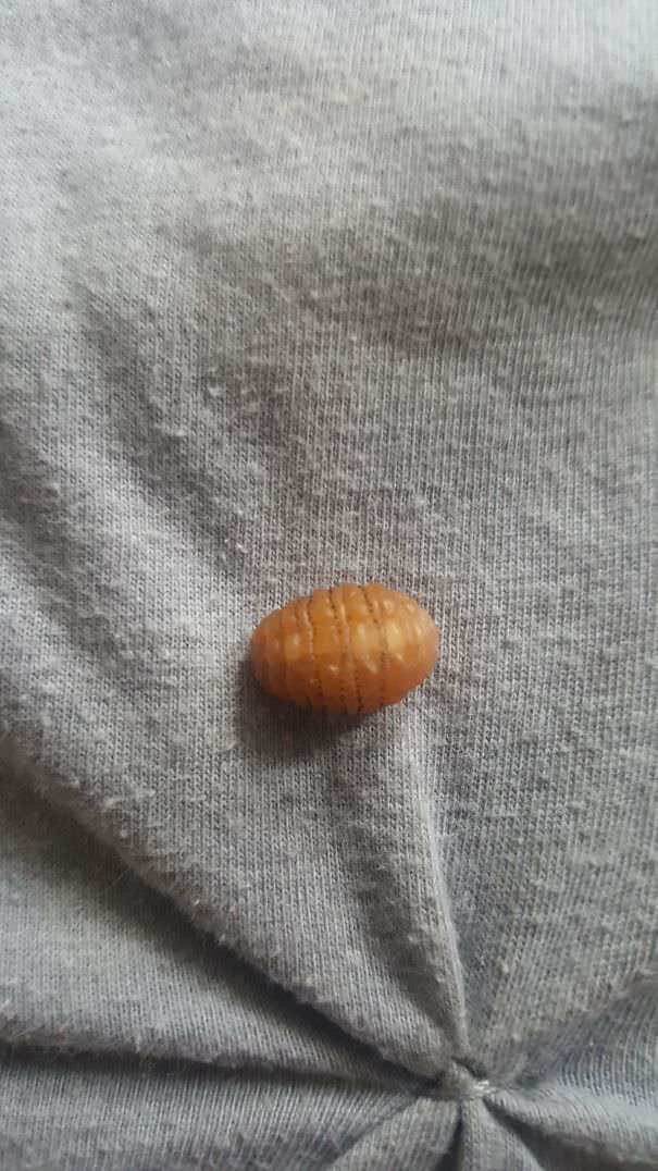 Found This Botfly Larvae In My Bed This Morning. I Had A Wound I Got From Doing Rodent Research In Ecuador I Thought Was Skin Leismaniasis. Turns Out I Had A Botfly, And The Cold Weather Last Night Forced It Out Of My Back