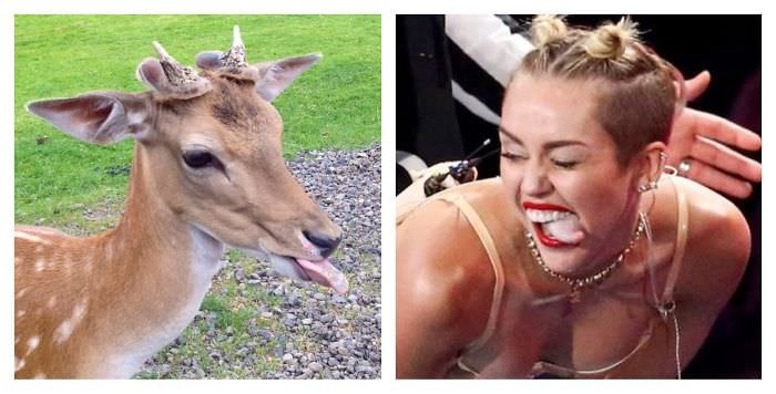 Deer Totally Looks Like Miley Cyrus