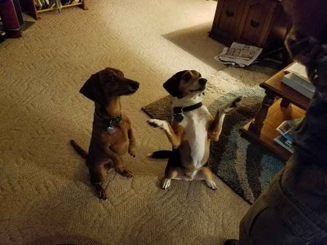 Dogs standing up