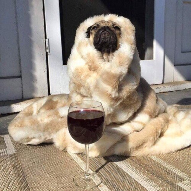 Pug with a blanket and glass of wine.
