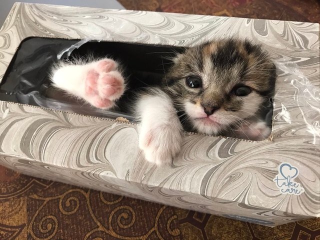 Kitten in a box of tissues.