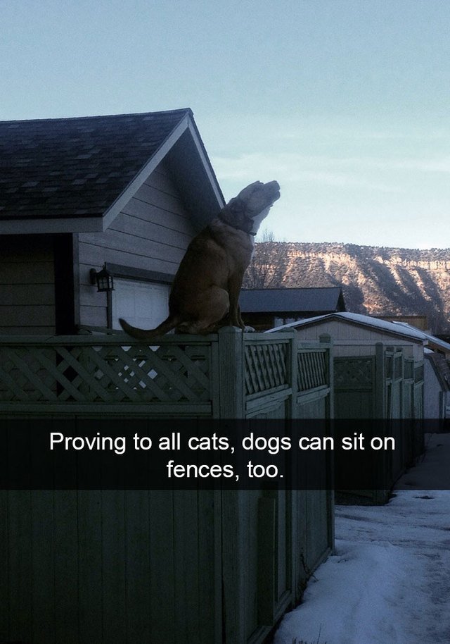Dog sitting on a fence like he