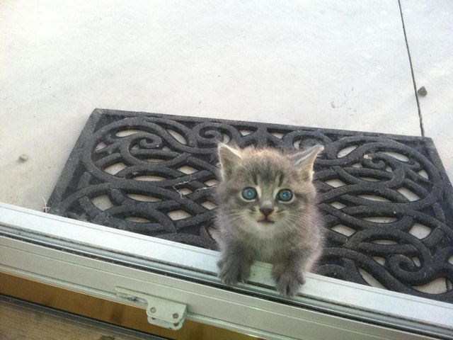 Kitten at a door