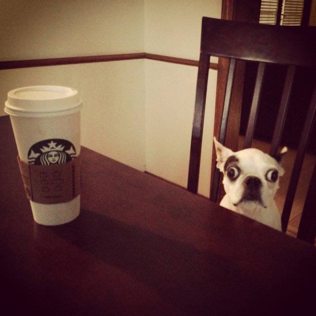 Alert dog with a cup of coffee