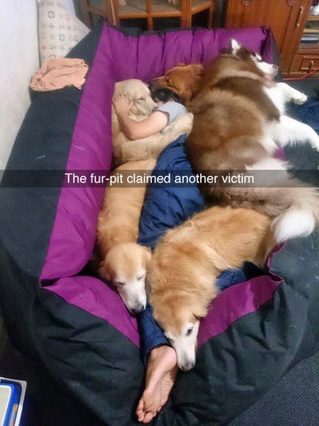 Woman buried in pile of dogs.
