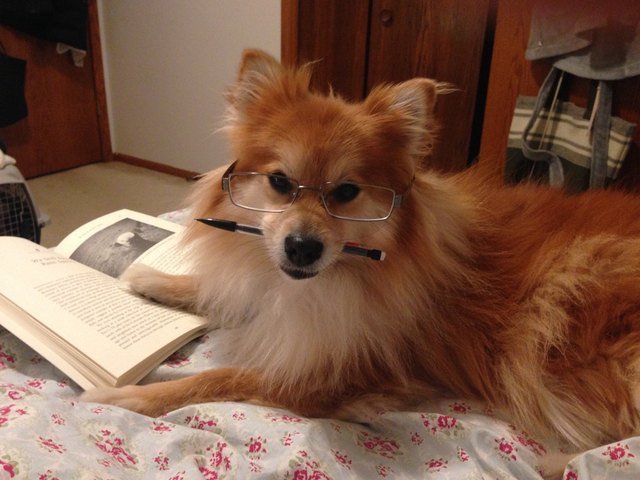 Dog reading book.