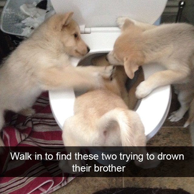 Puppies pushing another puppy into a toilet