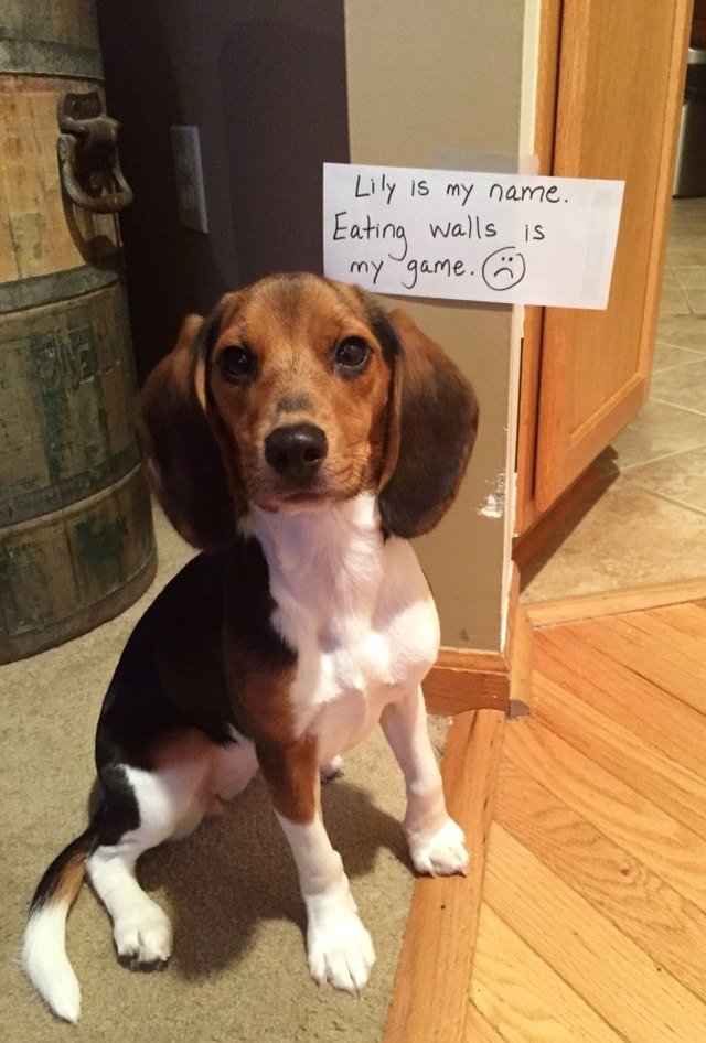 Beagle sitting next to sign that says "Lily is my name. Eating walls is my game. :("
