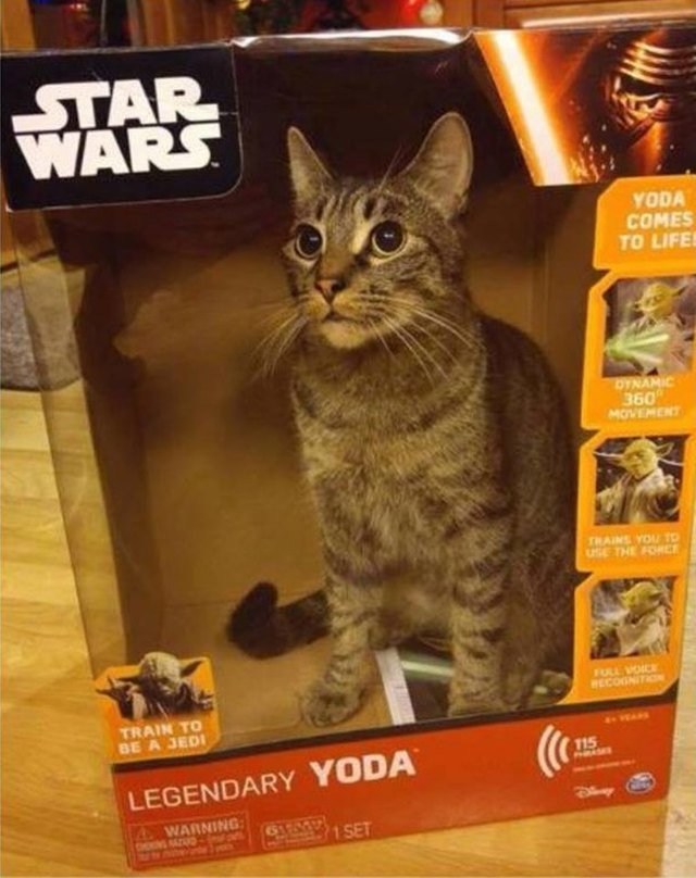 Cat in a cardboard box for a Yoda figurine.
